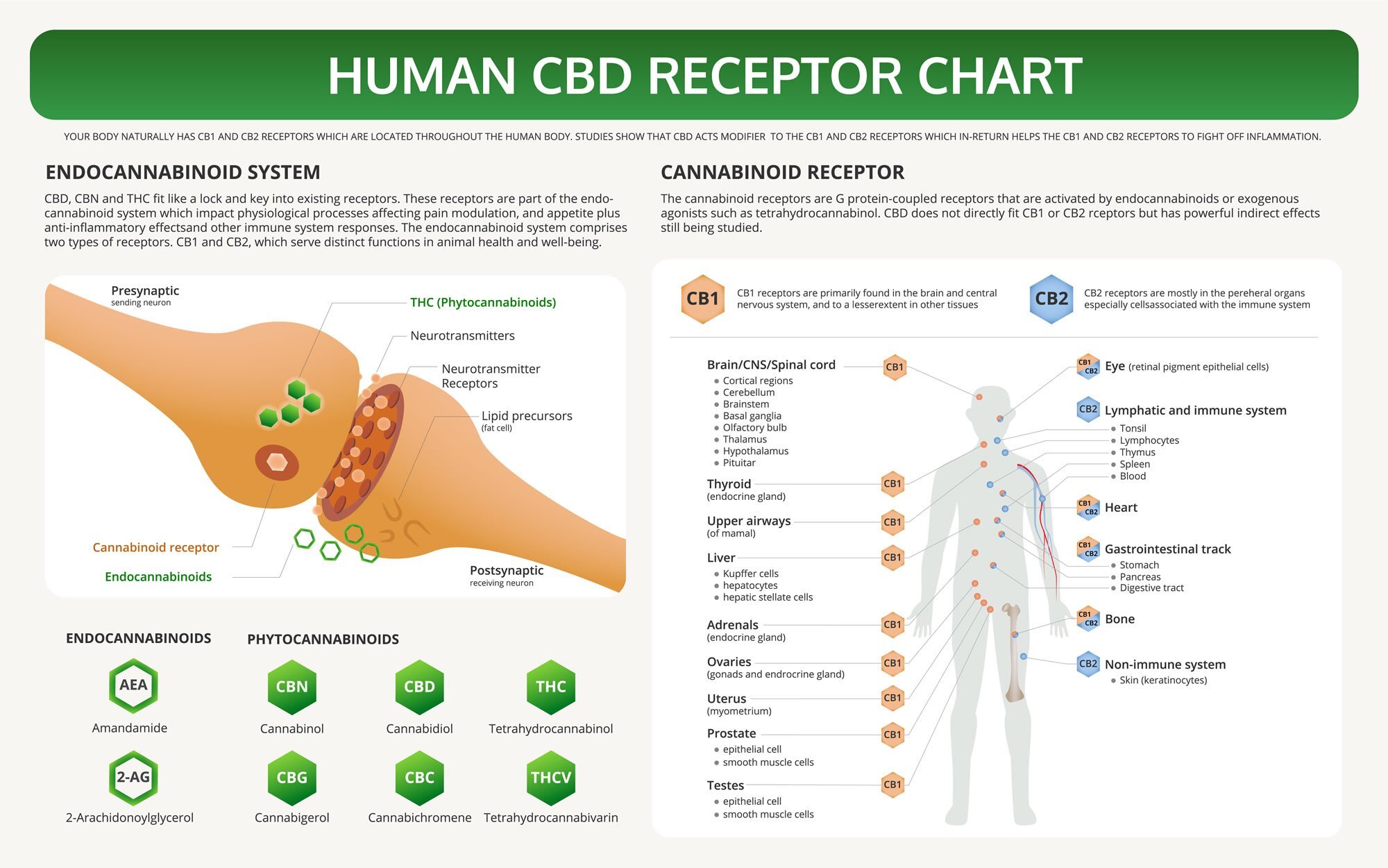 Your Endocannabinoid System