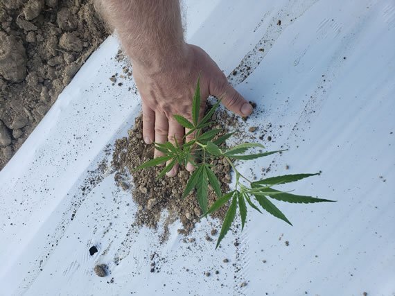 What is Cbd